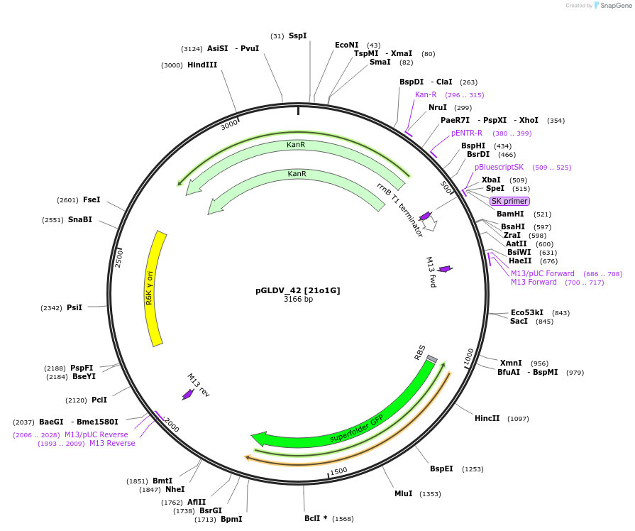 199071-plasmid-map-sequence-id-398501