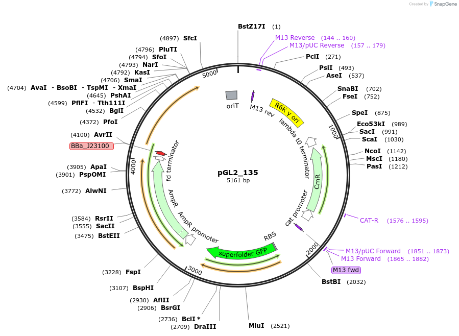 199082-plasmid-map-sequence-id-398509