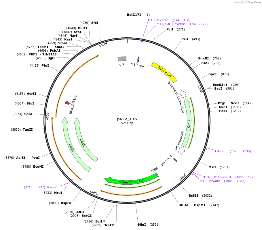 199083-plasmid-map-sequence-id-398512