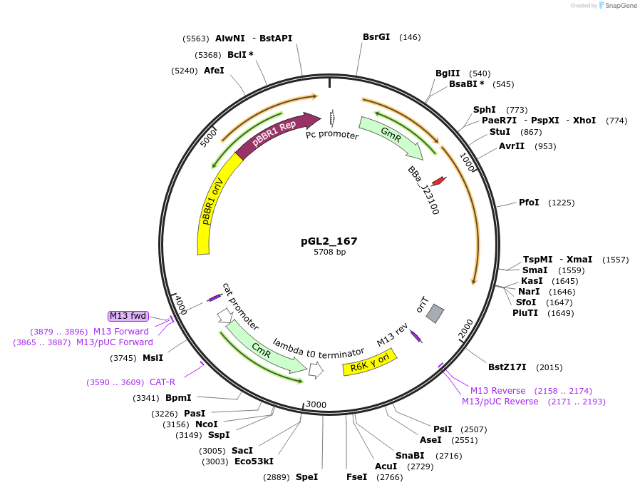 199099-plasmid-map-sequence-id-398538