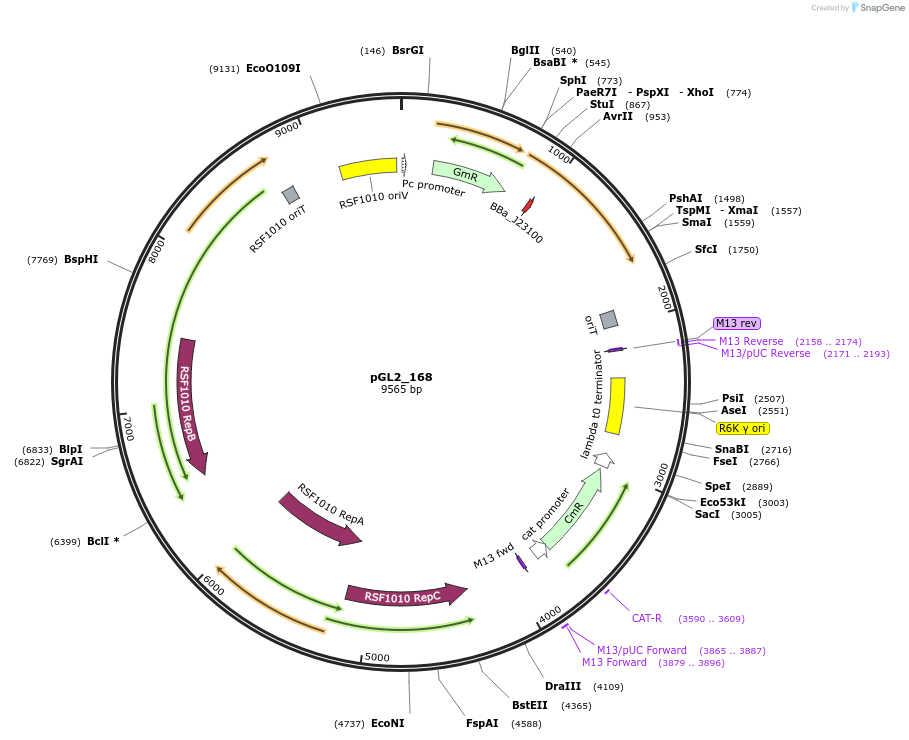 199100-plasmid-map-sequence-id-398541