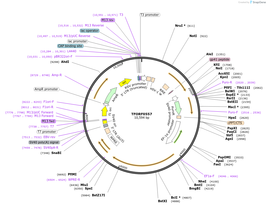 143043-plasmid-map-sequence-id-398573
