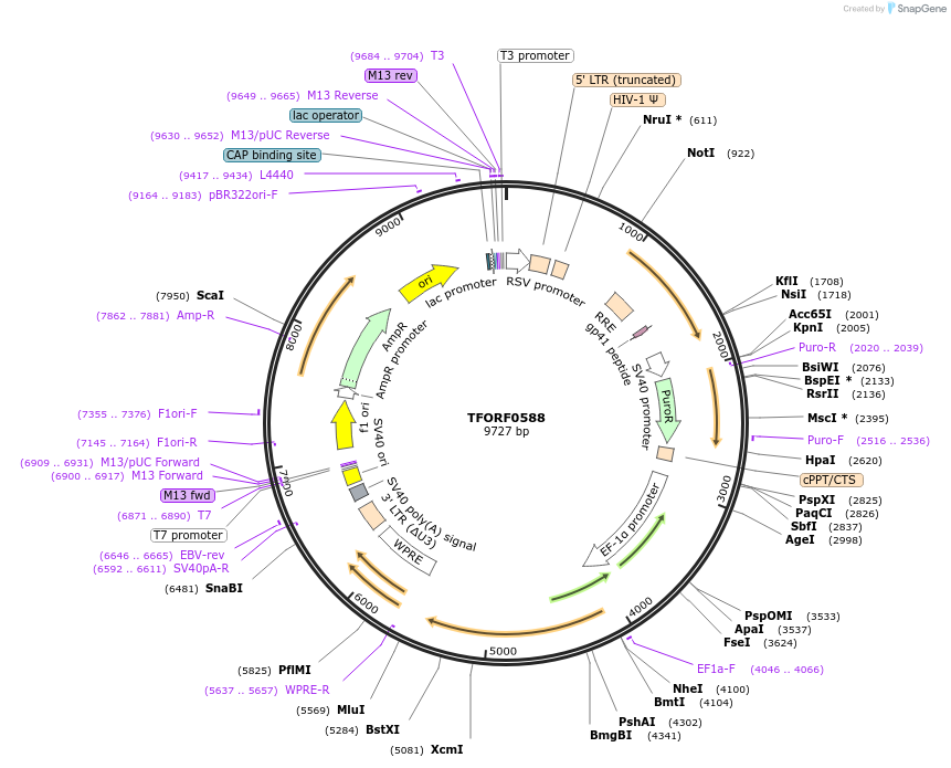 143050-plasmid-map-sequence-id-398596