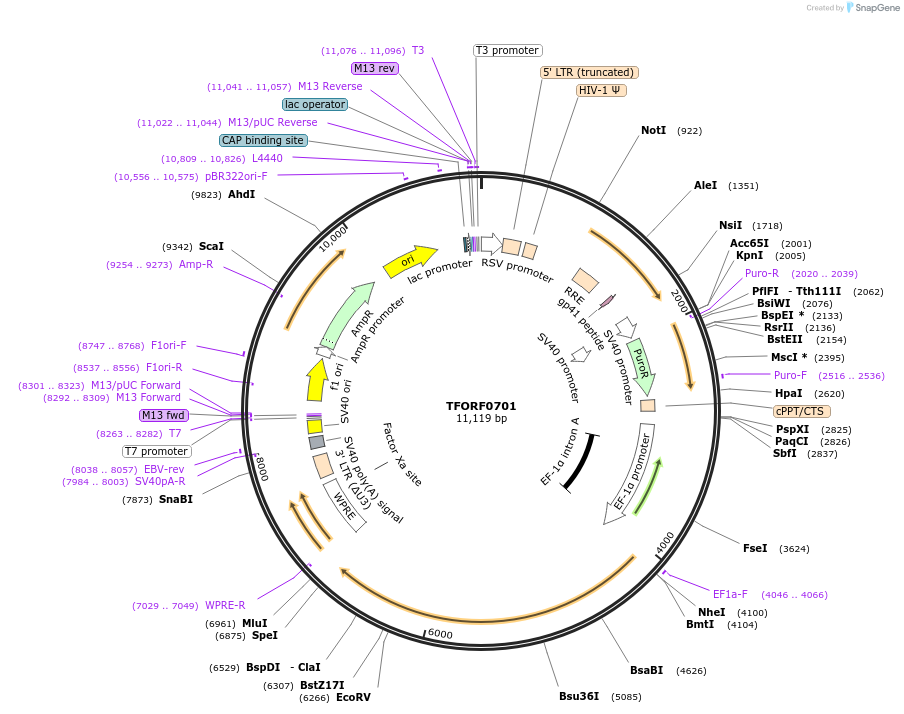 143065-plasmid-map-sequence-id-398628