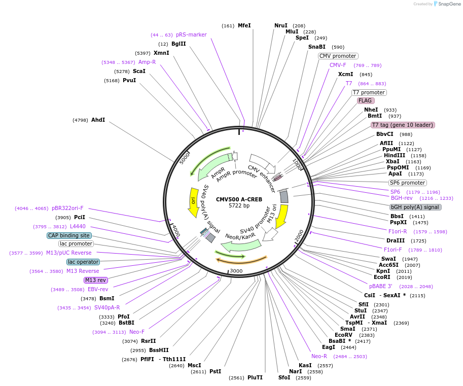 33371-plasmid-map-sequence-id-39869