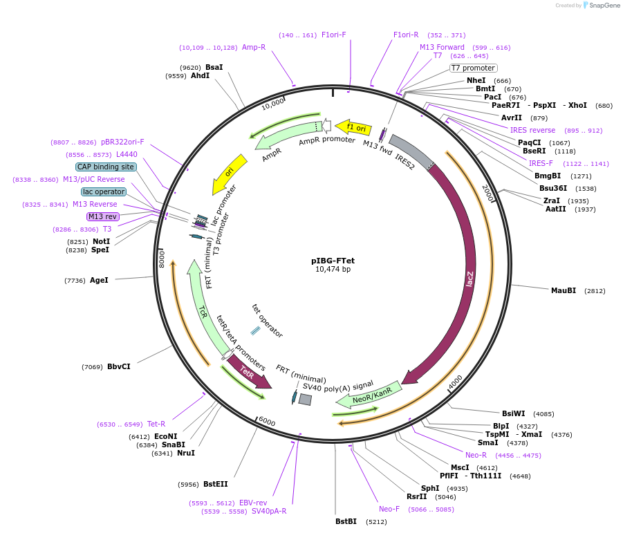 33361-plasmid-map-sequence-id-39870