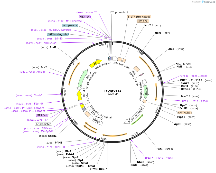 143061-plasmid-map-sequence-id-398720