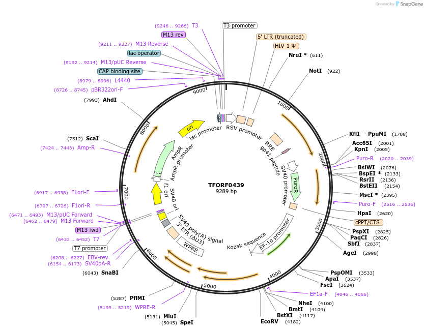 143025-plasmid-map-sequence-id-398819