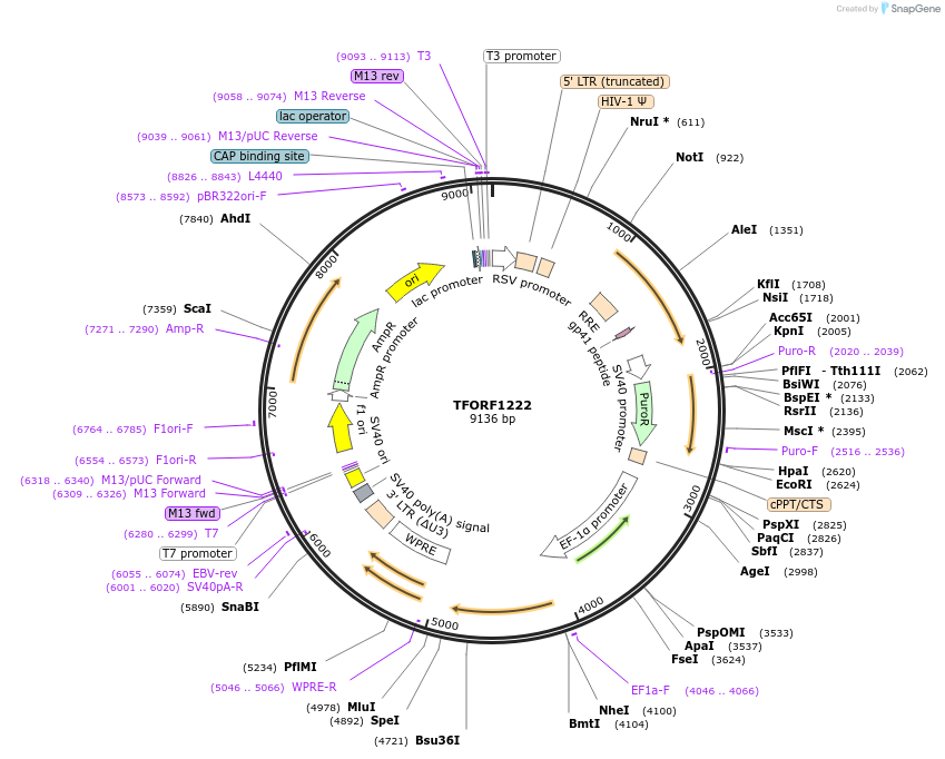 143096-plasmid-map-sequence-id-398840