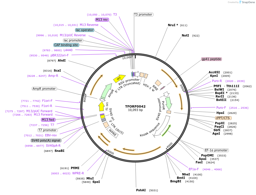 143005-plasmid-map-sequence-id-398910
