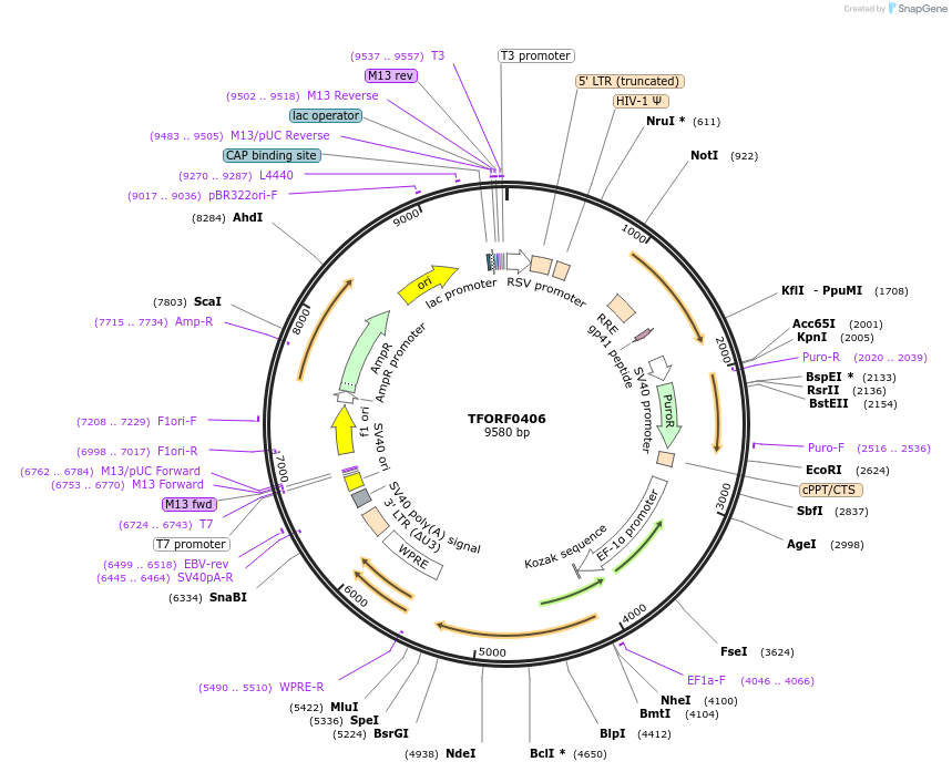 143023-plasmid-map-sequence-id-399012