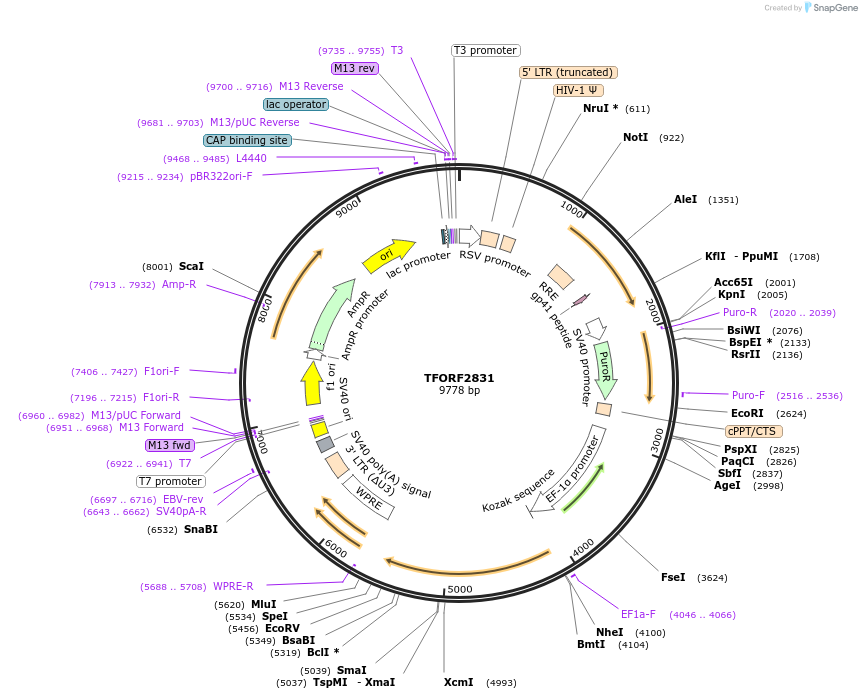 143090-plasmid-map-sequence-id-399015