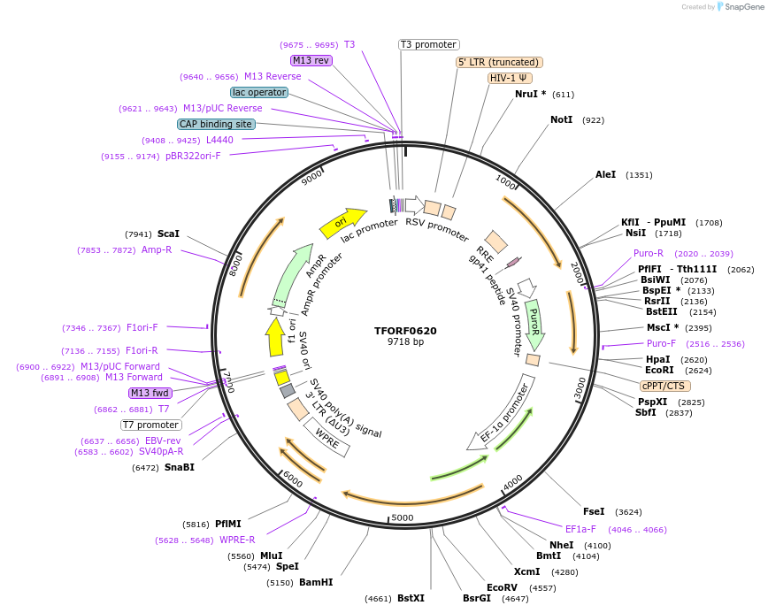 143055-plasmid-map-sequence-id-399017