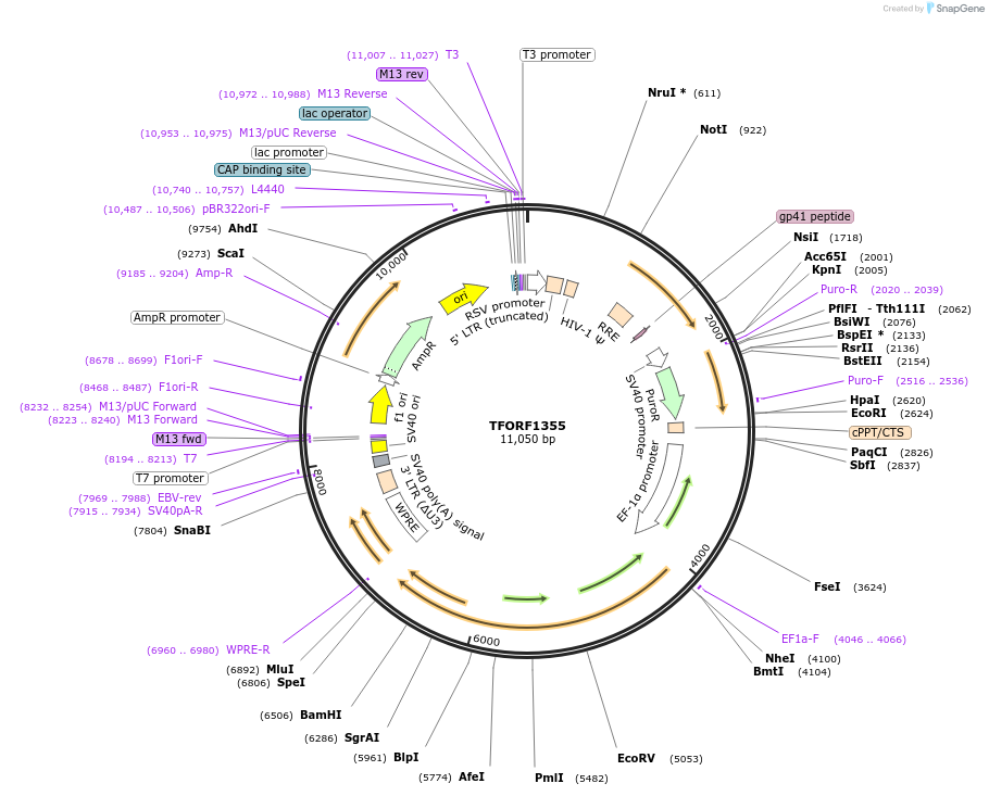 143100-plasmid-map-sequence-id-399020