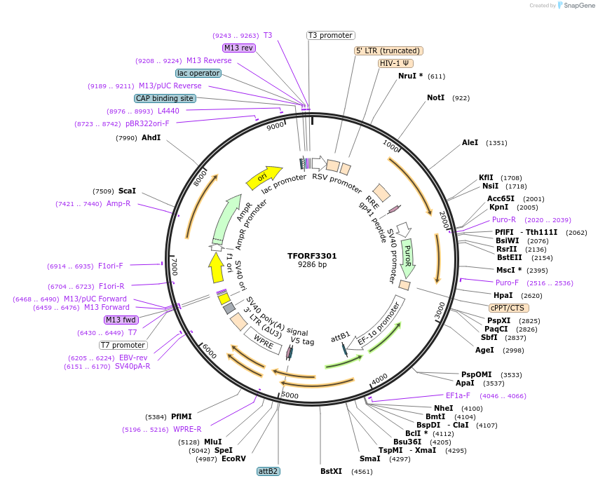 144777-plasmid-map-sequence-id-399024