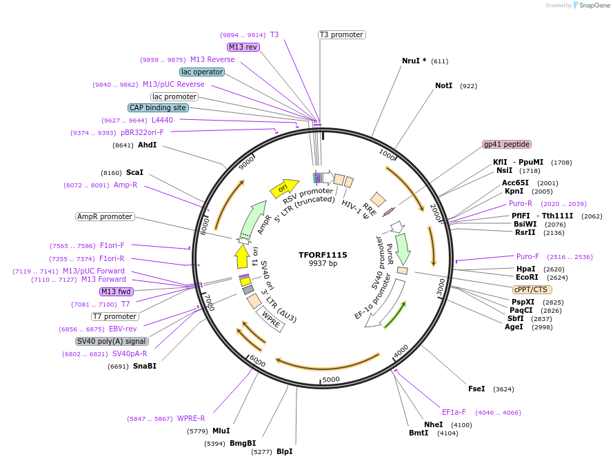 143092-plasmid-map-sequence-id-399033