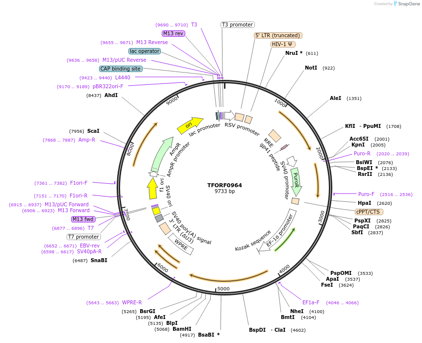 143086-plasmid-map-sequence-id-399037