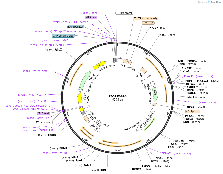 143079-plasmid-map-sequence-id-399039