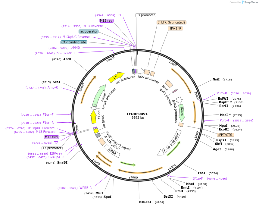 141623-plasmid-map-sequence-id-399040