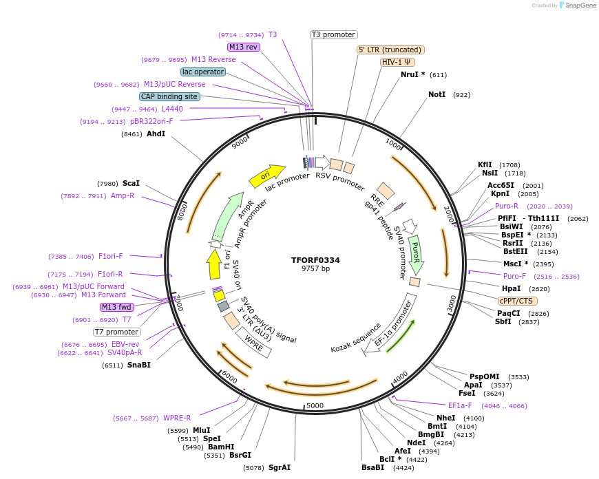 143018-plasmid-map-sequence-id-399041