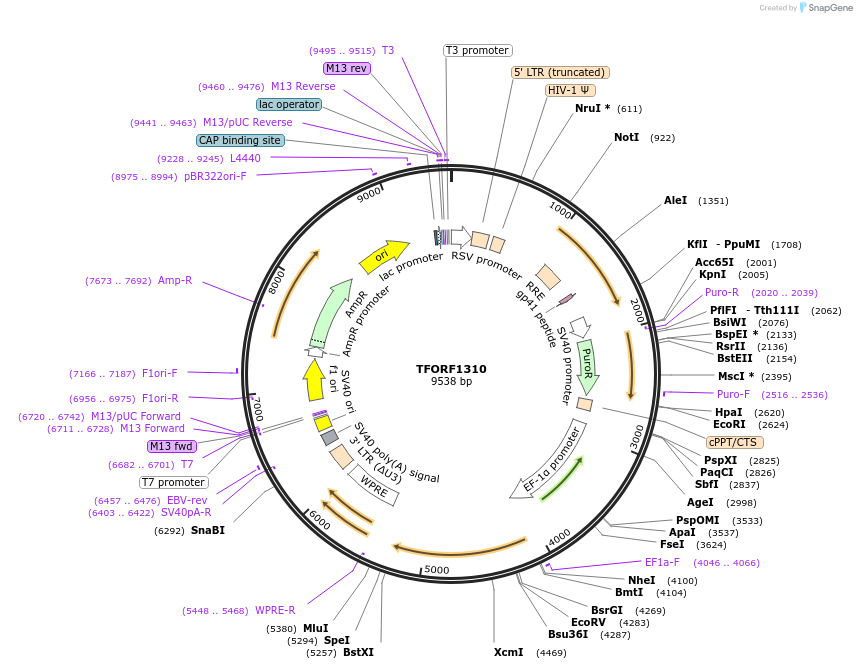 143098-plasmid-map-sequence-id-399048