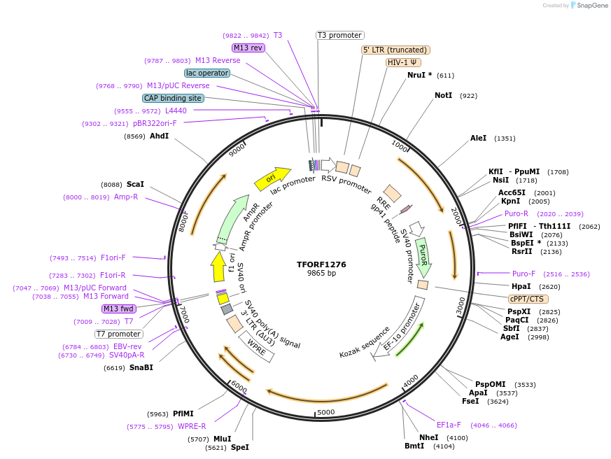 143097-plasmid-map-sequence-id-399052