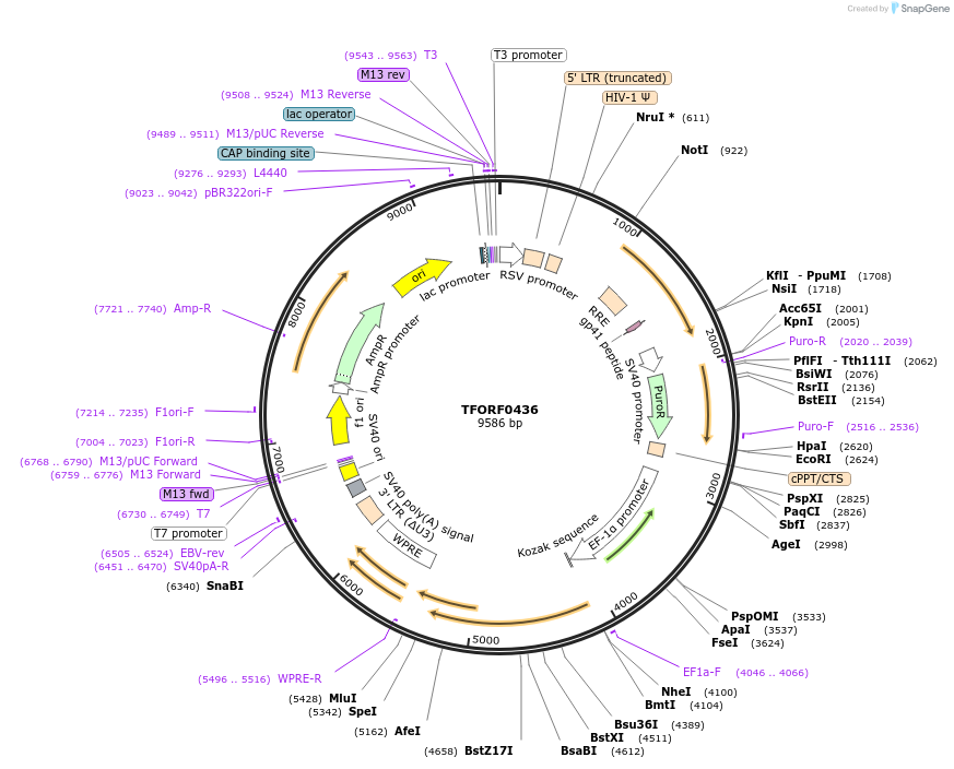 143024-plasmid-map-sequence-id-399053
