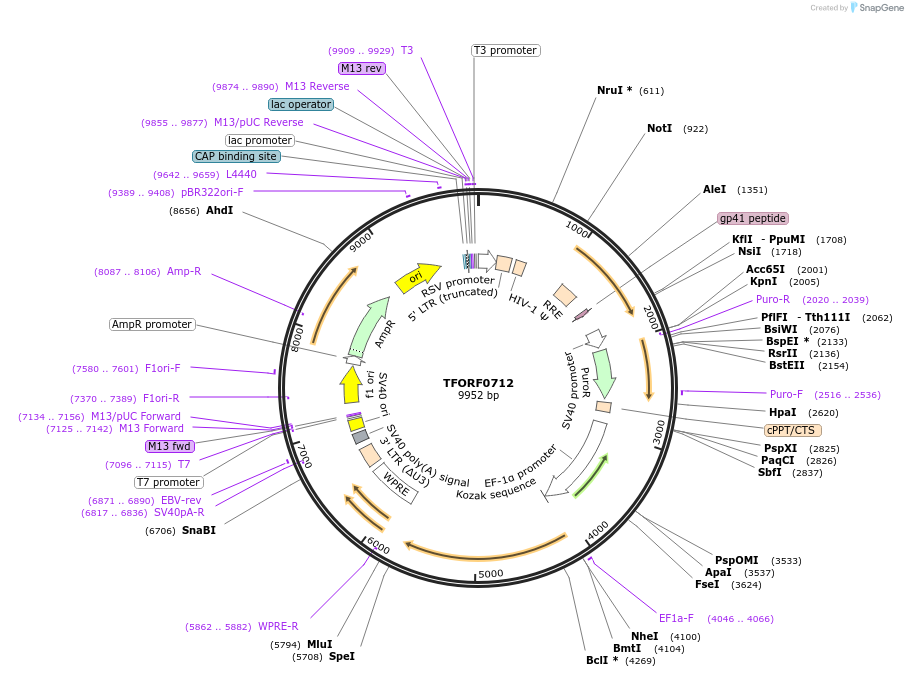 143067-plasmid-map-sequence-id-399055