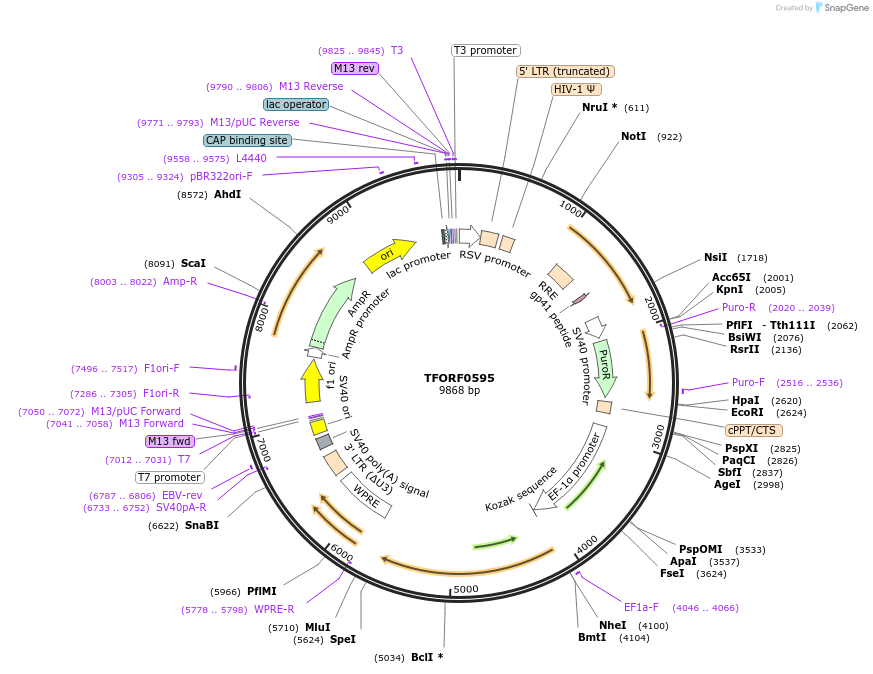 143052-plasmid-map-sequence-id-399056