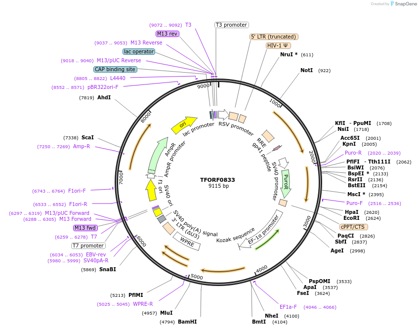 141726-plasmid-map-sequence-id-399060
