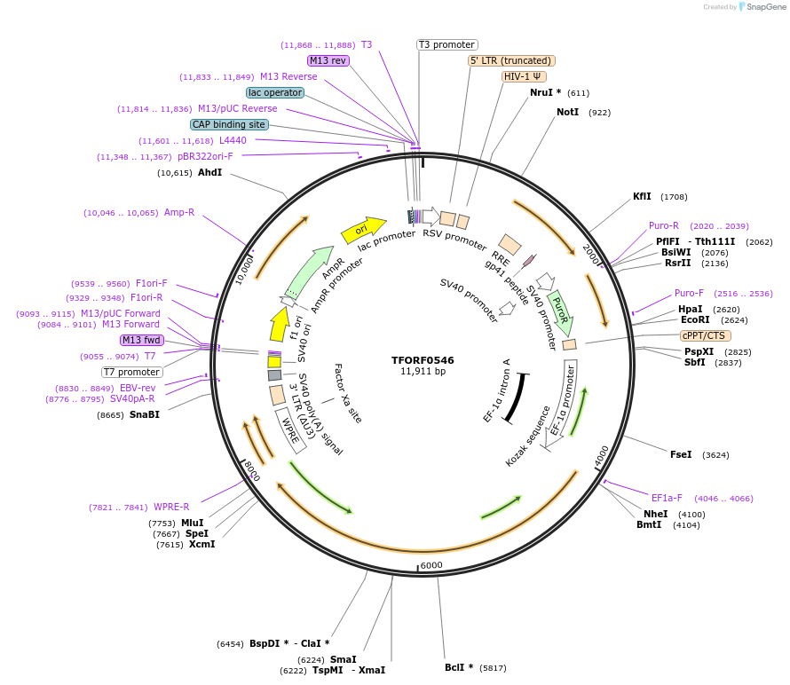 143040-plasmid-map-sequence-id-399067