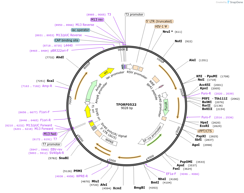 141632-plasmid-map-sequence-id-399073
