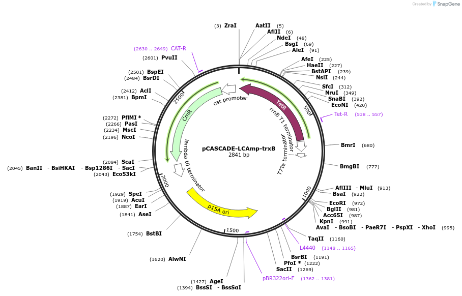 202465-plasmid-map-sequence-id-399077