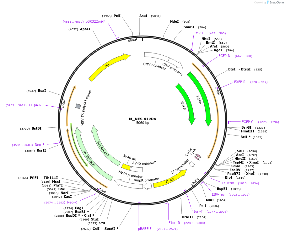 201345-plasmid-map-sequence-id-399081