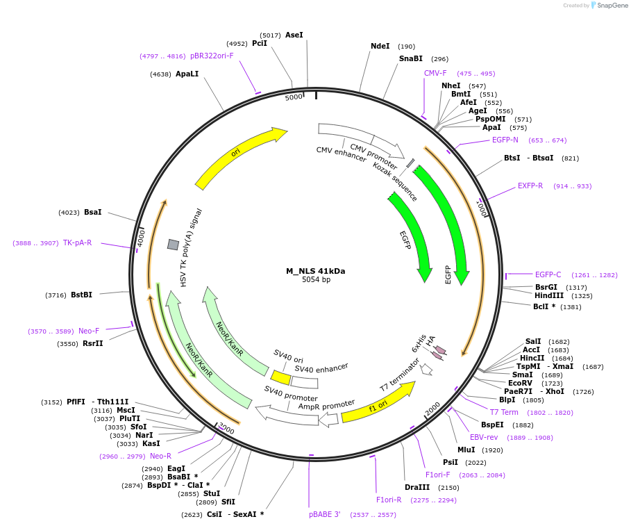 201341-plasmid-map-sequence-id-399082