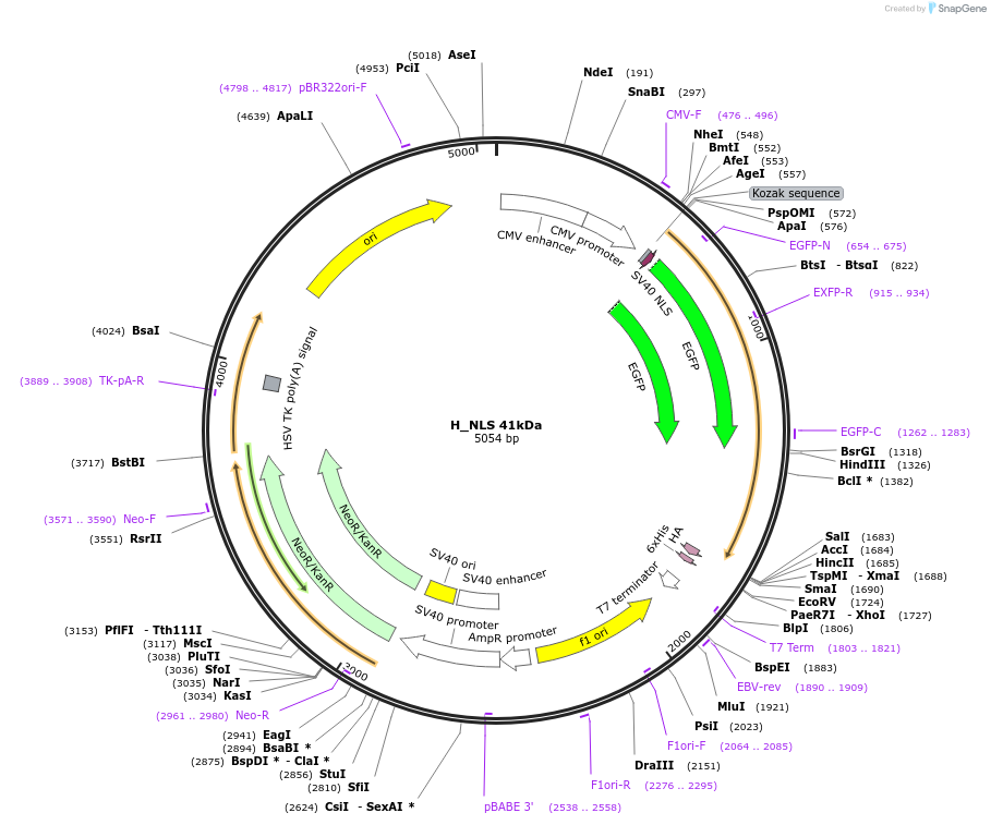 201340-plasmid-map-sequence-id-399084