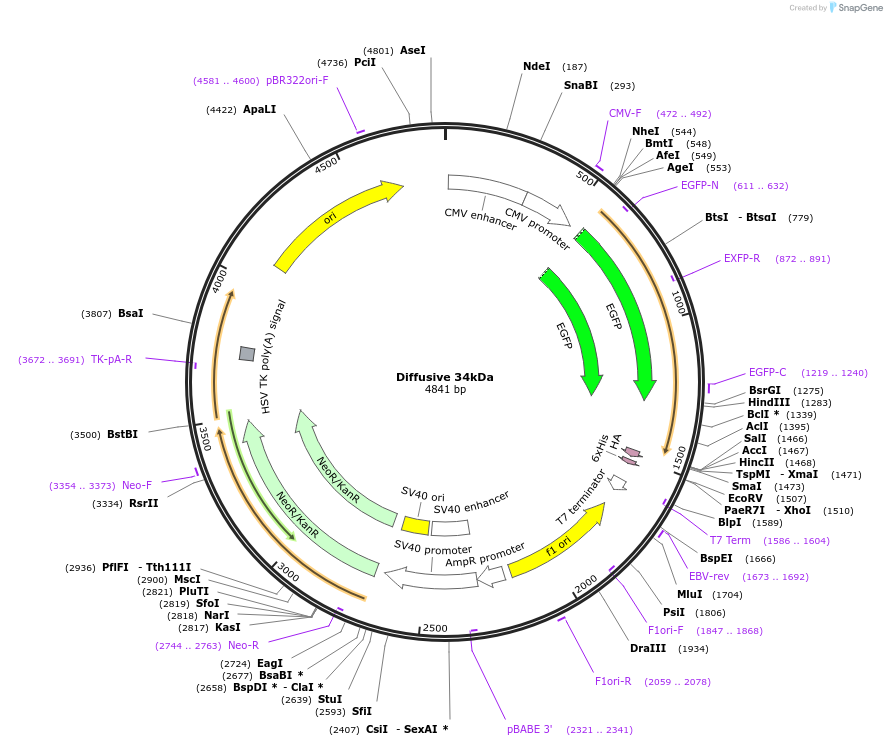 201334-plasmid-map-sequence-id-399085