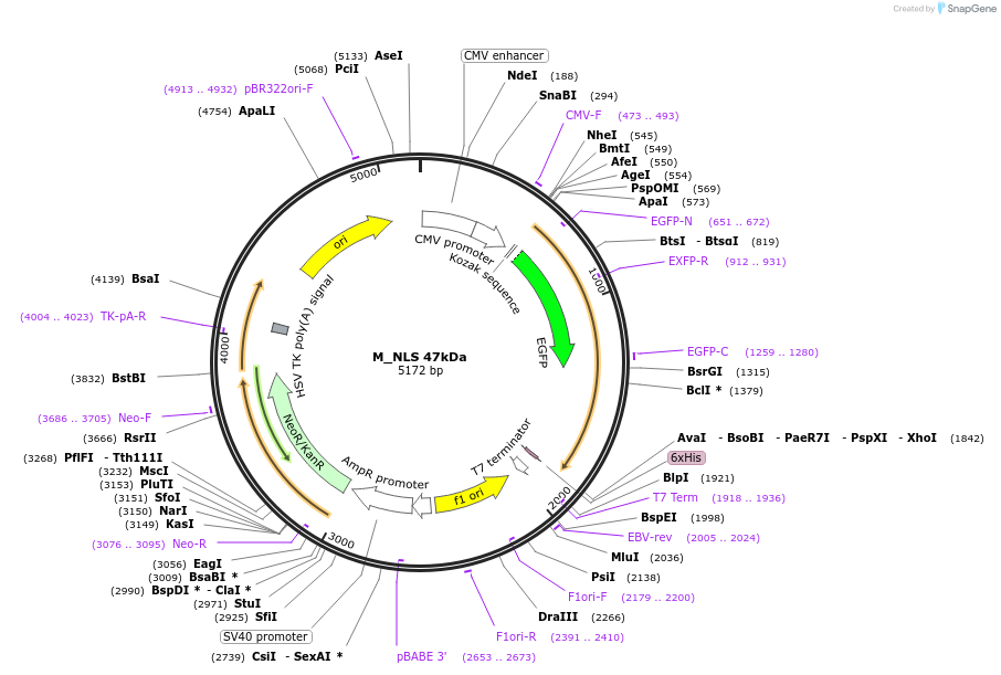 201343-plasmid-map-sequence-id-399086