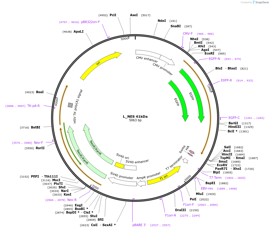 201347-plasmid-map-sequence-id-399087