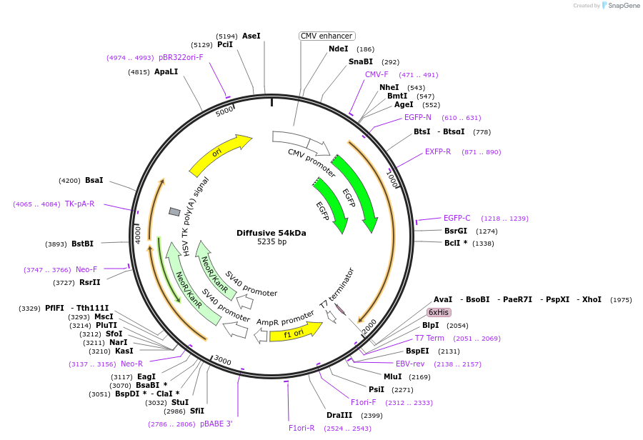 201337-plasmid-map-sequence-id-399088