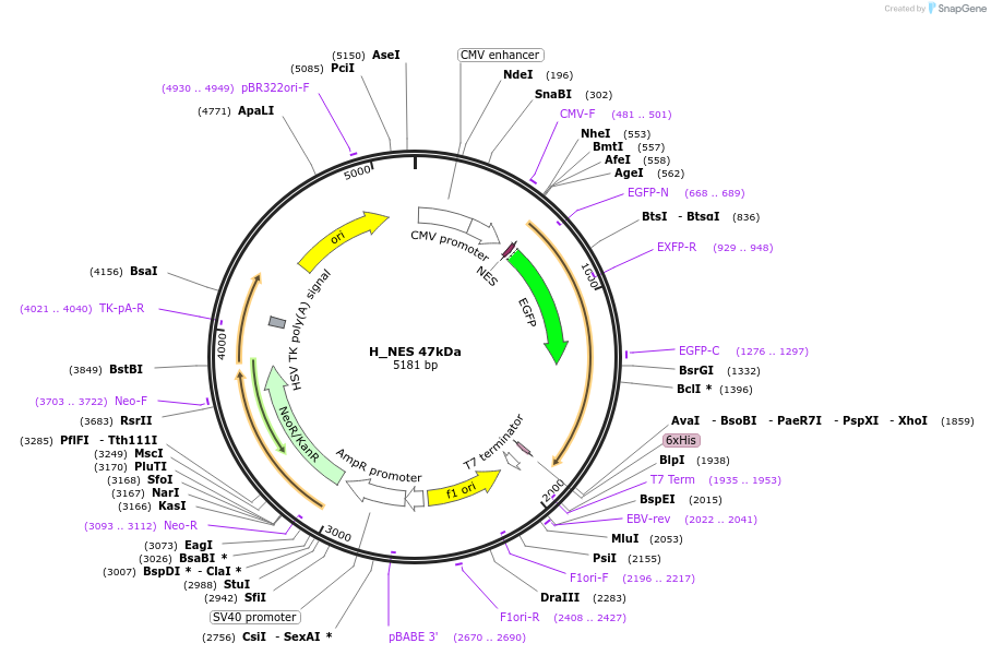 201348-plasmid-map-sequence-id-399089