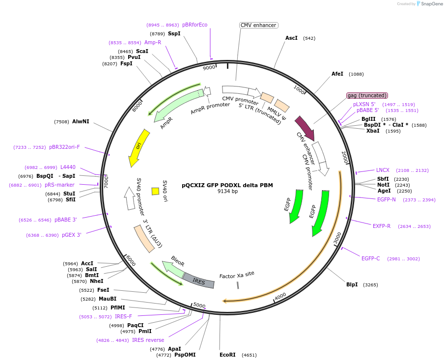 202415-plasmid-map-sequence-id-399090