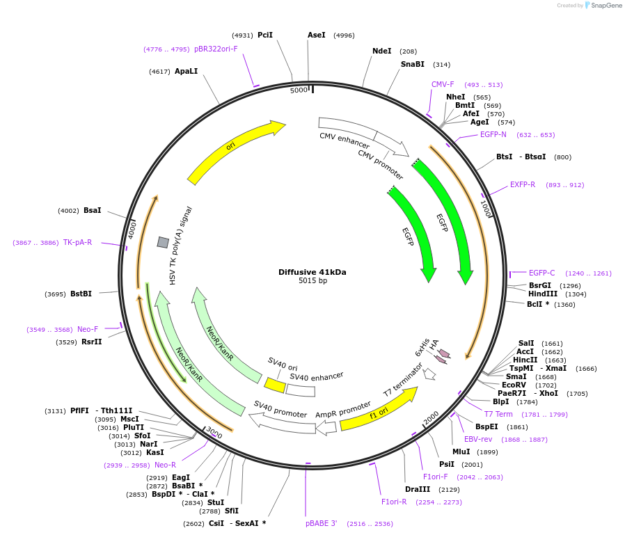 201335-plasmid-map-sequence-id-399091