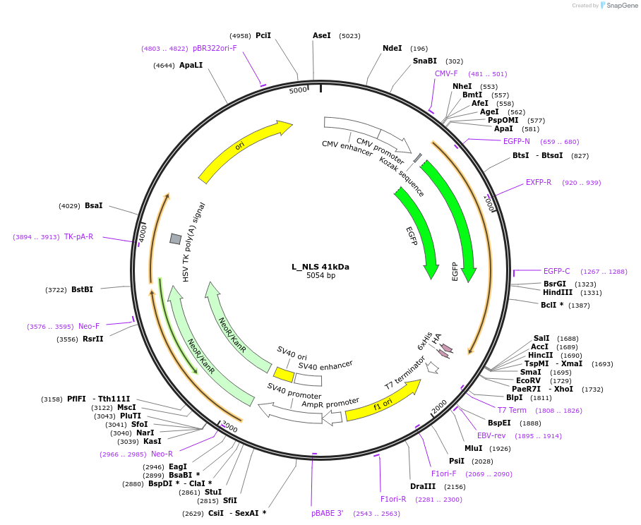 201342-plasmid-map-sequence-id-399092