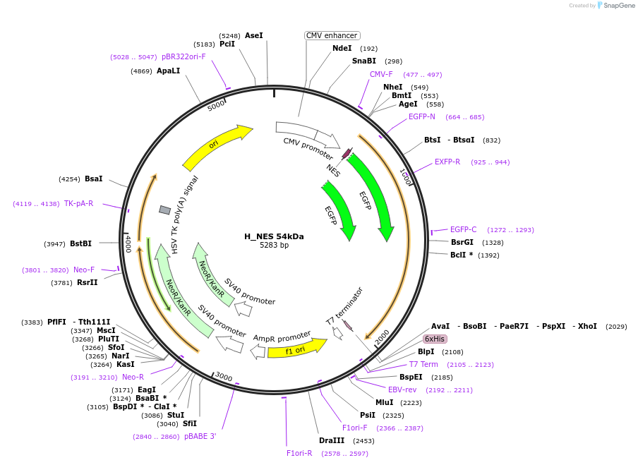 201349-plasmid-map-sequence-id-399093
