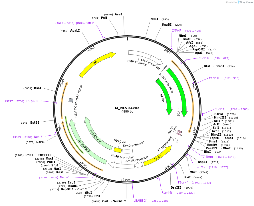201339-plasmid-map-sequence-id-399094