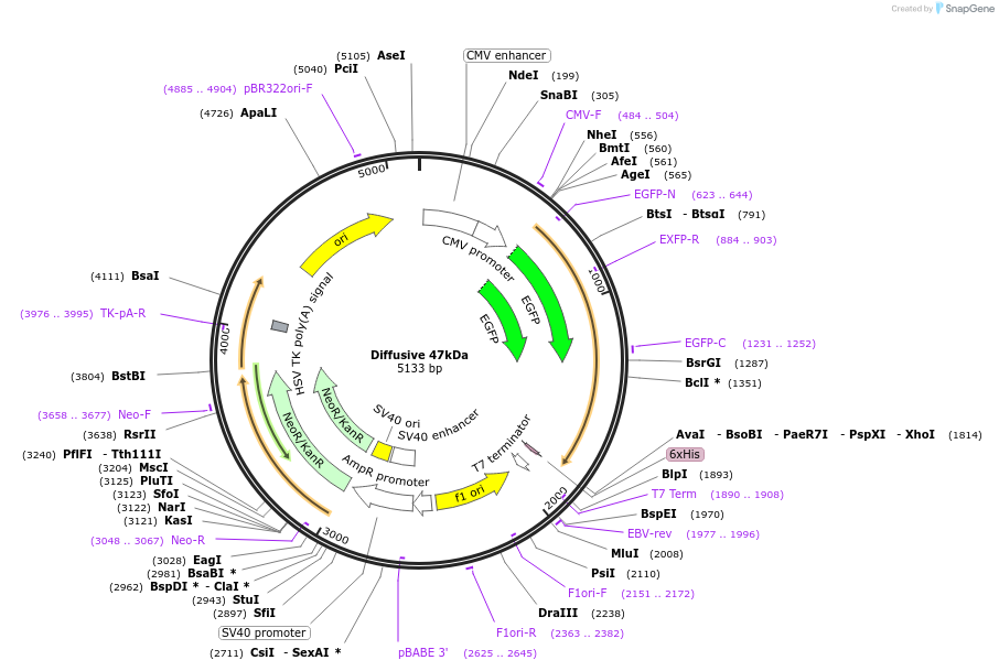 201336-plasmid-map-sequence-id-399095