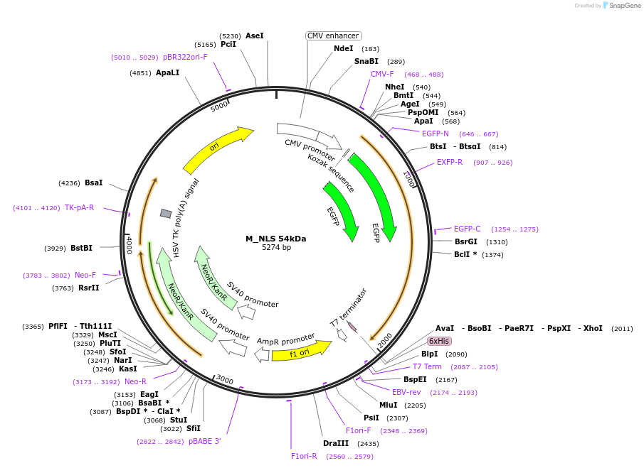 201344-plasmid-map-sequence-id-399096