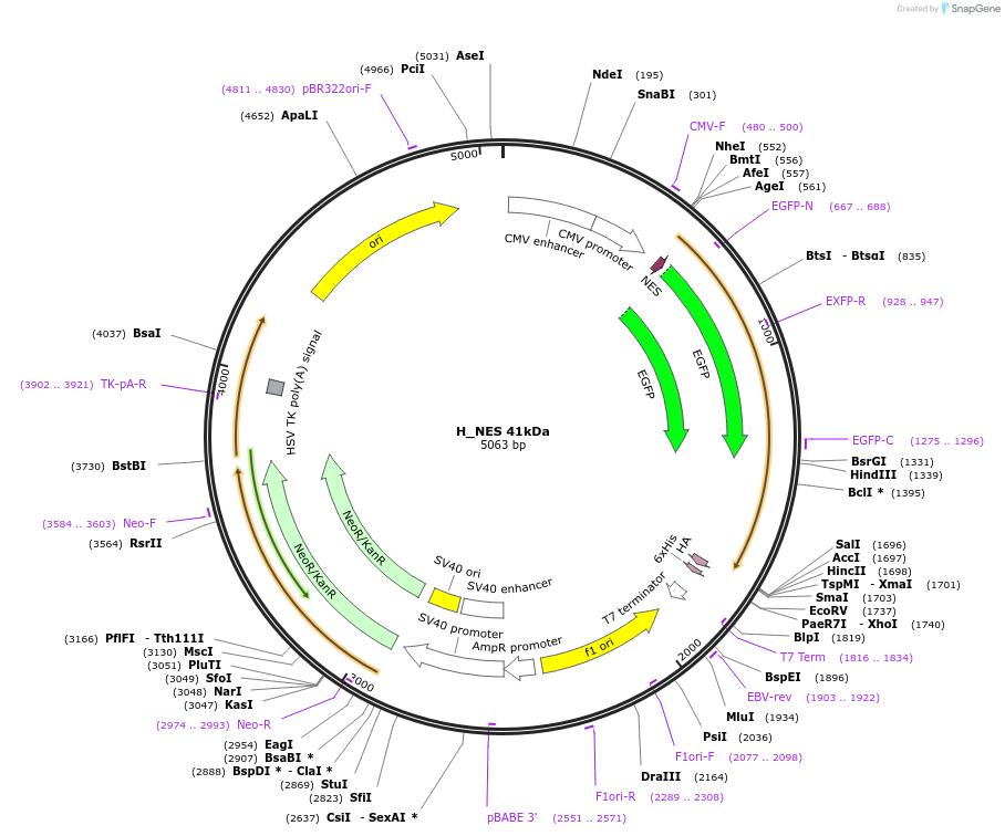 201346-plasmid-map-sequence-id-399104