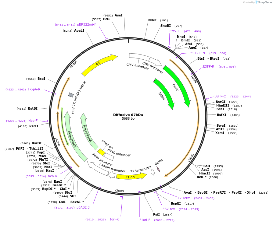 201338-plasmid-map-sequence-id-399105